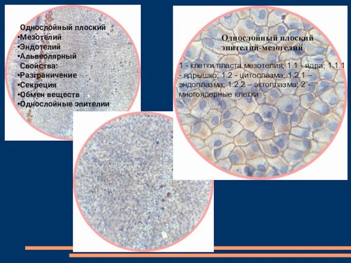 Однослойный плоский эпителий-мезотелий 1 - клетки пласта мезотелия; 1.1 - ядра;