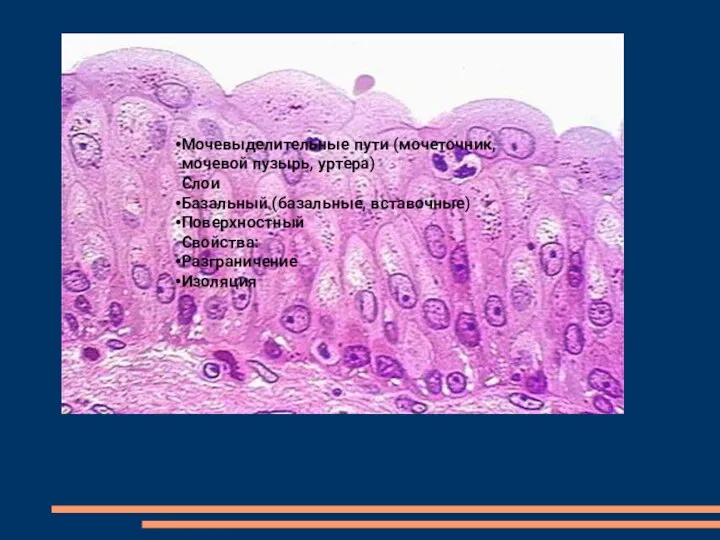 Мочевыделительные пути (мочеточник, мочевой пузырь, уртера) Слои Базальный (базальные, вставочные) Поверхностный Свойства: Разграничение Изоляция