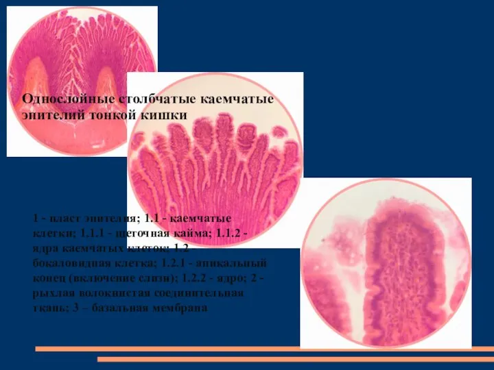 Однослойные столбчатые каемчатые эпителий тонкой кишки 1 - пласт эпителия; 1.1