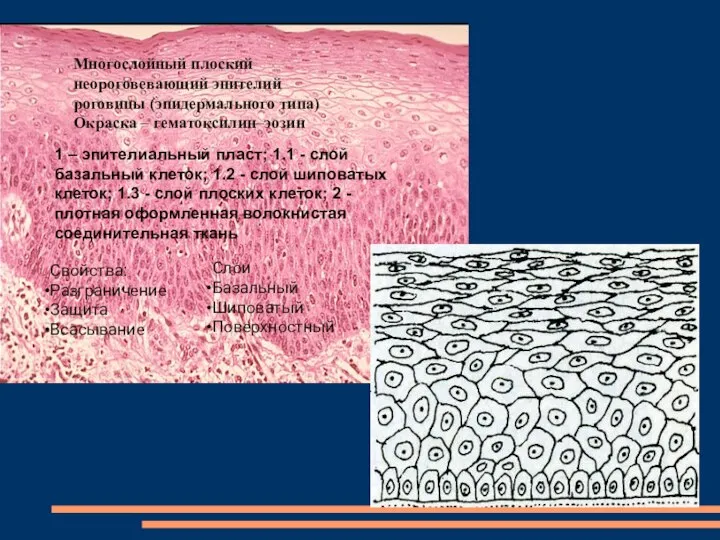 Многослойный плоский неороговевающий эпителий роговицы (эпидермального типа) Окраска – гематоксилин–эозин 1