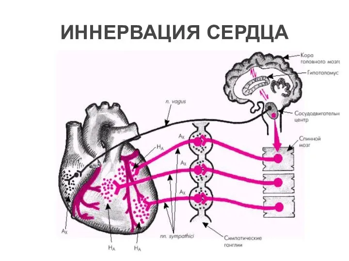 ИННЕРВАЦИЯ СЕРДЦА