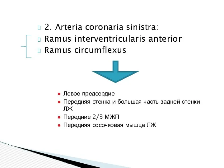 2. Arteria coronaria sinistra: Ramus interventricularis anterior Ramus circumflexus Левое предсердие