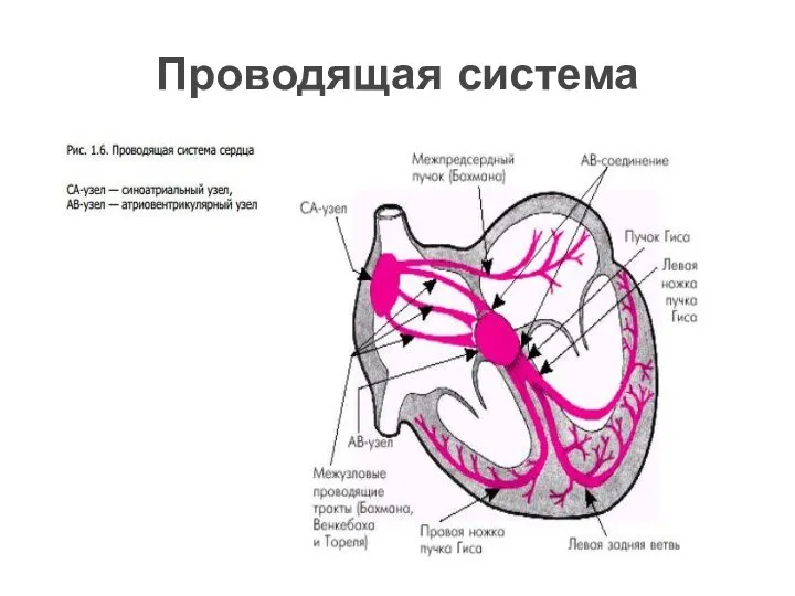 Проводящая система