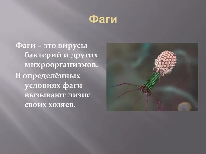 Фаги Фаги – это вирусы бактерий и других микроорганизмов. В определённых