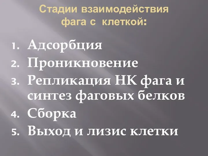 Стадии взаимодействия фага с клеткой: Адсорбция Проникновение Репликация НК фага и