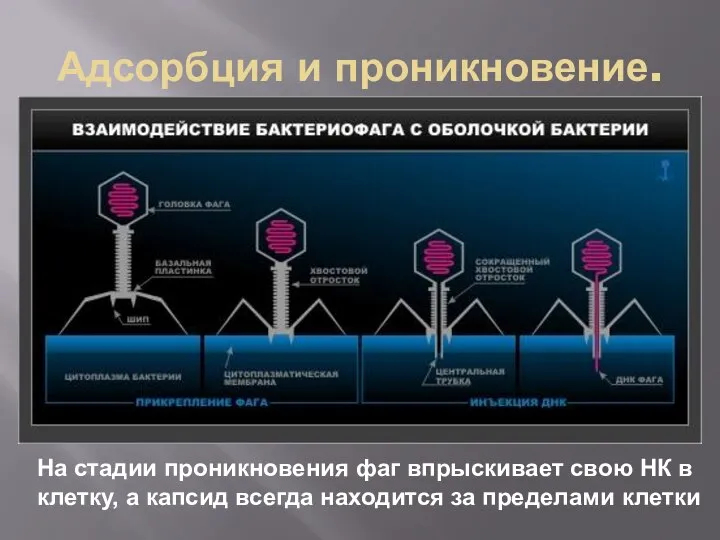 Адсорбция и проникновение. На стадии проникновения фаг впрыскивает свою НК в