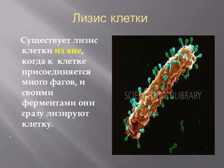 Лизис клетки Существует лизис клетки из вне, когда к клетке присоединяется