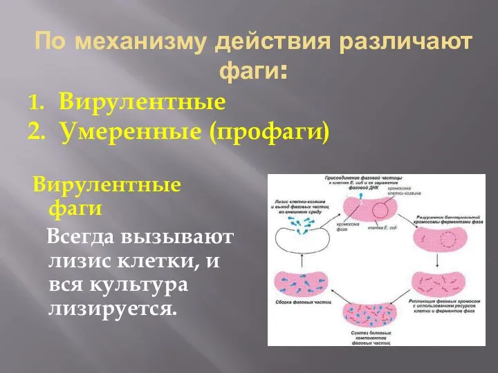 По механизму действия различают фаги: Вирулентные фаги Всегда вызывают лизис клетки,