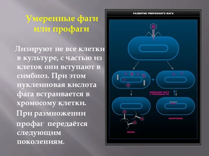 Умеренные фаги или профаги Лизируют не все клетки в культуре, с