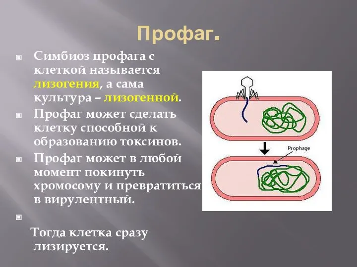 Профаг. Симбиоз профага с клеткой называется лизогения, а сама культура –