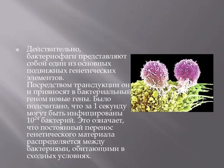 Действительно, бактериофаги представляют собой один из основных подвижных генетических элементов. Посредством