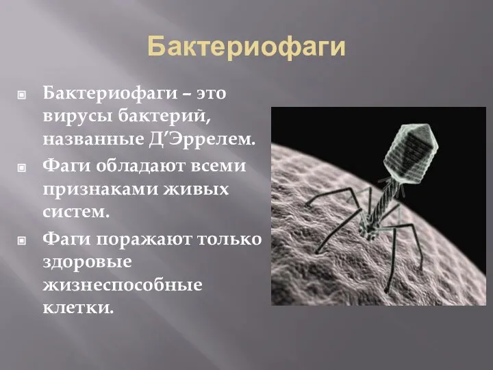 Бактериофаги Бактериофаги – это вирусы бактерий, названные Д’Эррелем. Фаги обладают всеми