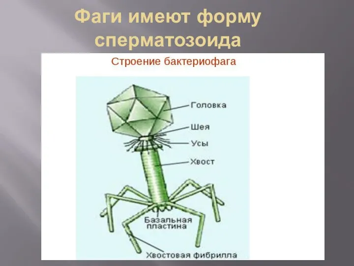 Фаги имеют форму сперматозоида