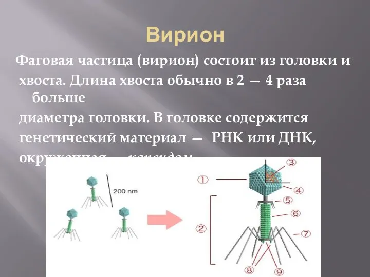 Вирион Фаговая частица (вирион) состоит из головки и хвоста. Длина хвоста