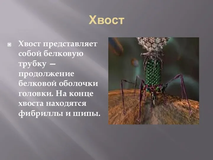 Хвост Хвост представляет собой белковую трубку — продолжение белковой оболочки головки.