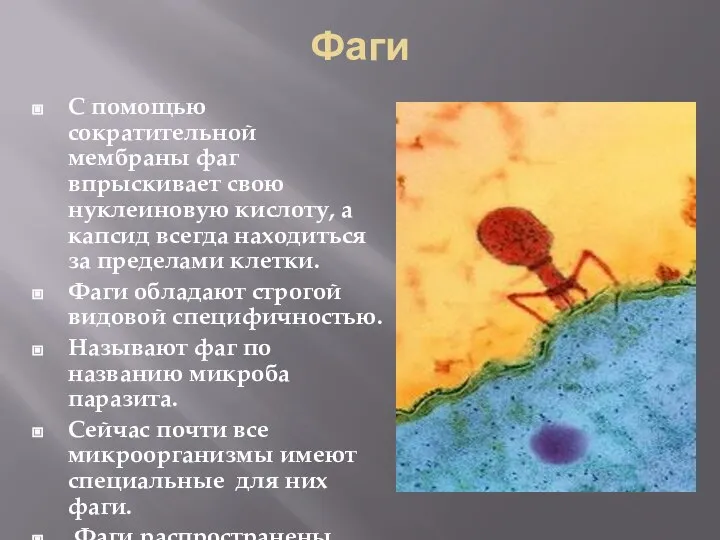 Фаги С помощью сократительной мембраны фаг впрыскивает свою нуклеиновую кислоту, а