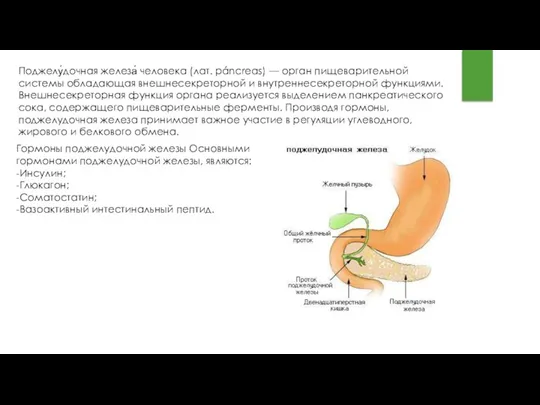 Поджелу́дочная железа́ человека (лат. páncreas) — орган пищеварительной системы обладающая внешнесекреторной