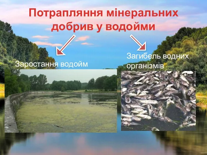 Потрапляння мінеральних добрив у водойми Заростання водойм Загибель водних організмів