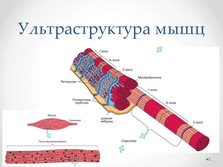 Ультраструктура мышц