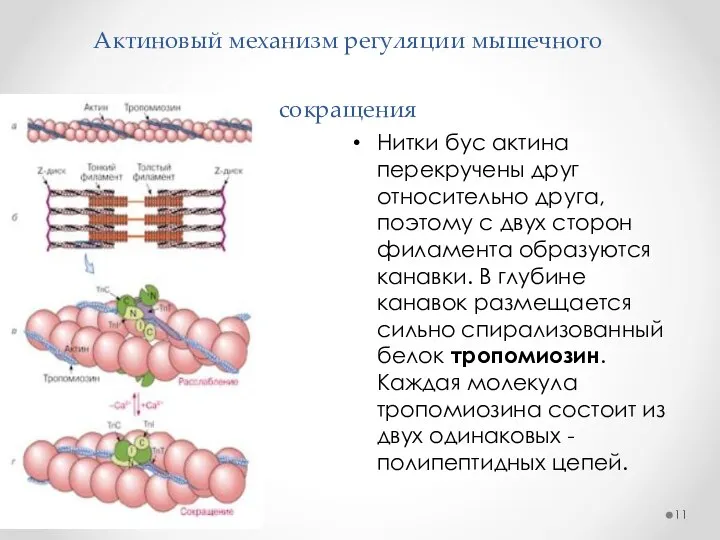 Актиновый механизм регуляции мышечного сокращения Нитки бус актина перекручены друг относительно