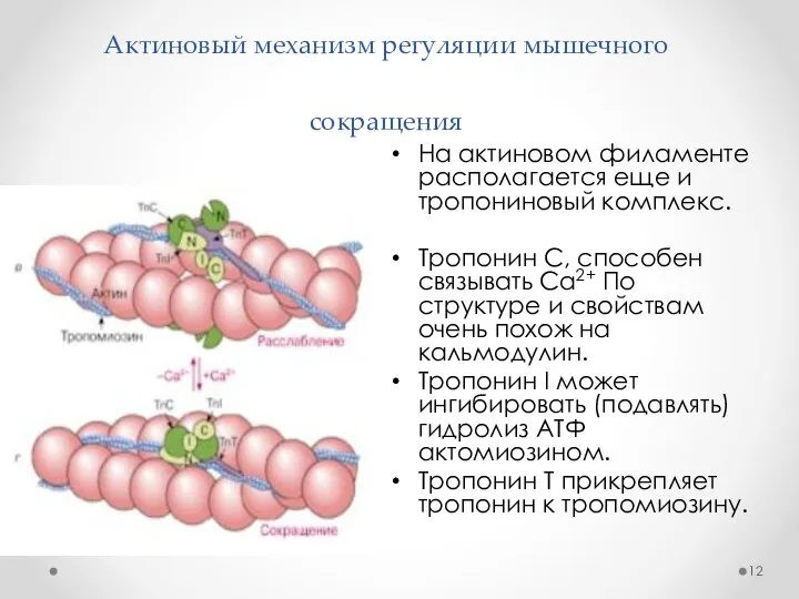 Актиновый механизм регуляции мышечного сокращения На актиновом филаменте располагается еще и