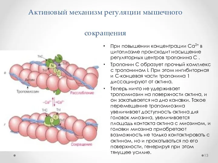 Актиновый механизм регуляции мышечного сокращения При повышении концентрации Са2+ в цитоплазме