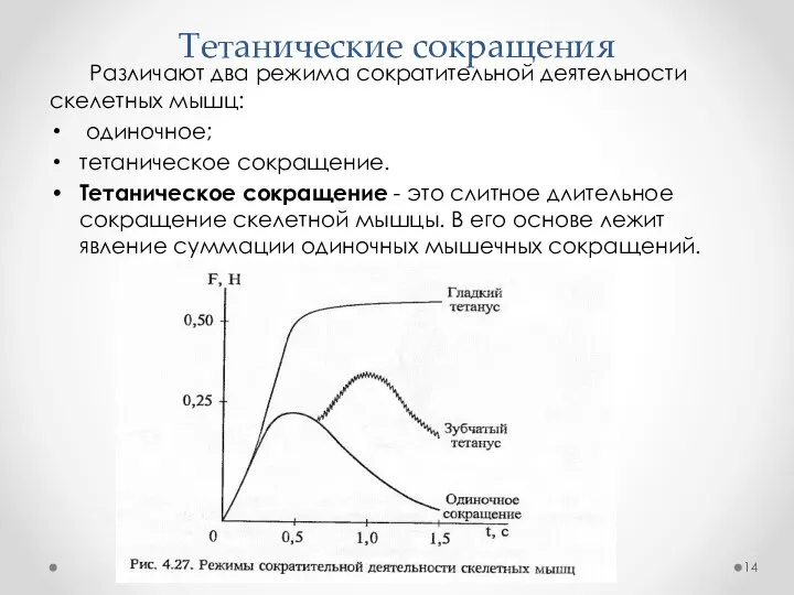 Тетанические сокращения Различают два режима сократительной деятельности скелетных мышц: одиночное; тетаническое