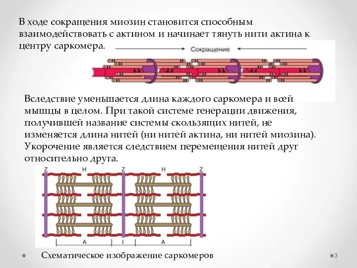 Схематическое изображение саркомеров В ходе сокращения миозин становится способным взаимодействовать с