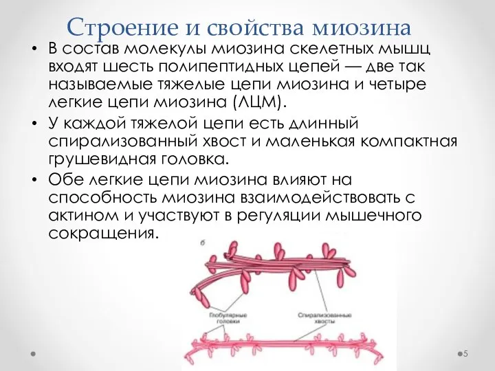 Строение и свойства миозина В состав молекулы миозина скелетных мышц входят