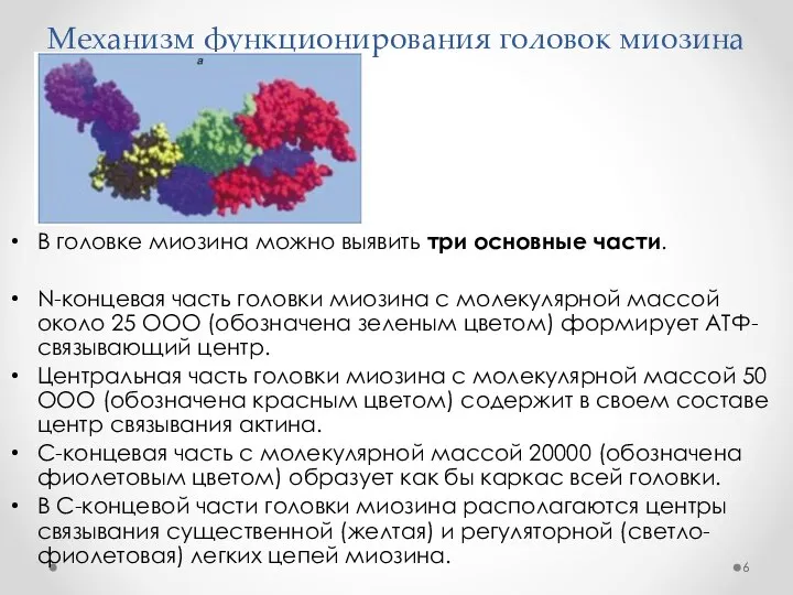 Механизм функционирования головок миозина В головке миозина можно выявить три основные