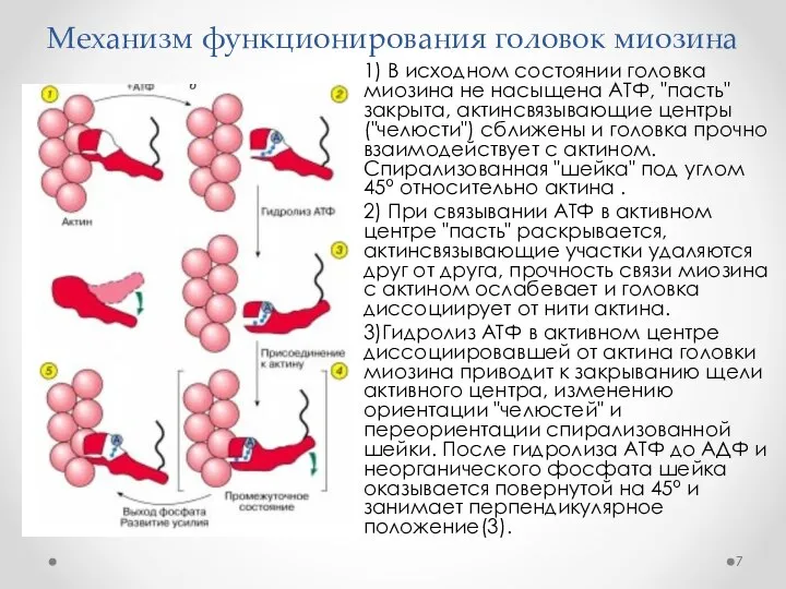 Механизм функционирования головок миозина 1) В исходном состоянии головка миозина не