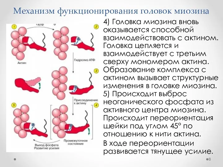 Механизм функционирования головок миозина 4) Головка миозина вновь оказывается способной взаимодействовать