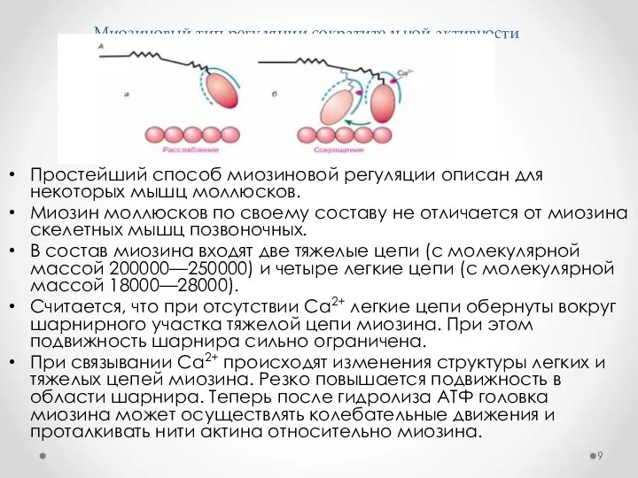 Миозиновый тип регуляции сократительной активности Простейший способ миозиновой регуляции описан для