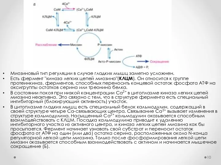 Миозиновый тип регуляции в случае гладких мышц заметно усложнен. Есть фермент