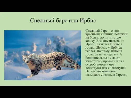 Снежный барс или Ирбис Снежный барс – очень красивый хищник, похожий