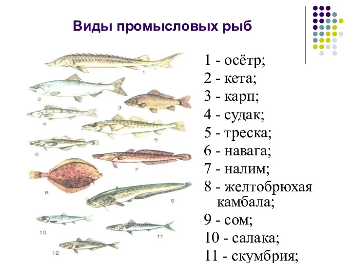 Виды промысловых рыб 1 - осётр; 2 - кета; 3 -