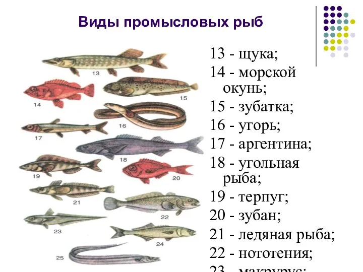 Виды промысловых рыб 13 - щука; 14 - морской окунь; 15