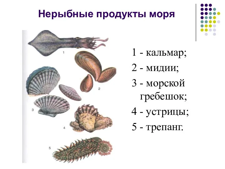 Нерыбные продукты моря 1 - кальмар; 2 - мидии; 3 -