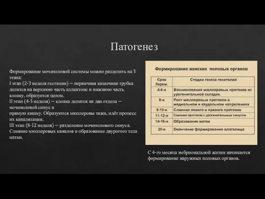 Патогенез С 4-го месяца эмбриональной жизни начинается формирование наружных половых органов.