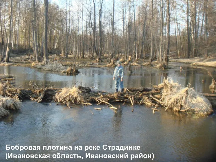 Бобровая плотина на реке Страдинке (Ивановская область, Ивановский район)