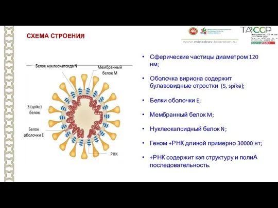 СХЕМА СТРОЕНИЯ Сферические частицы диаметром 120 нм; Оболочка вириона содержит булавовидные