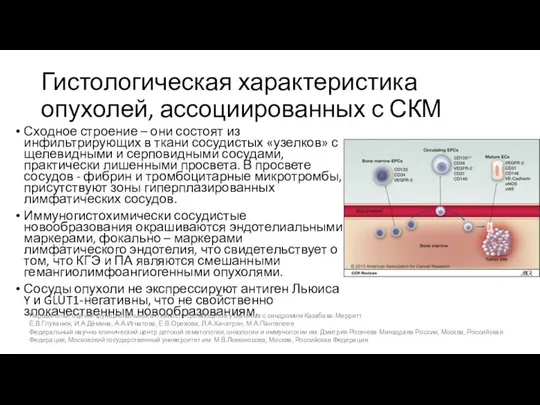 Гистологическая характеристика опухолей, ассоциированных с СКМ Сходное строение – они состоят