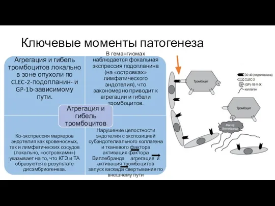 Ключевые моменты патогенеза