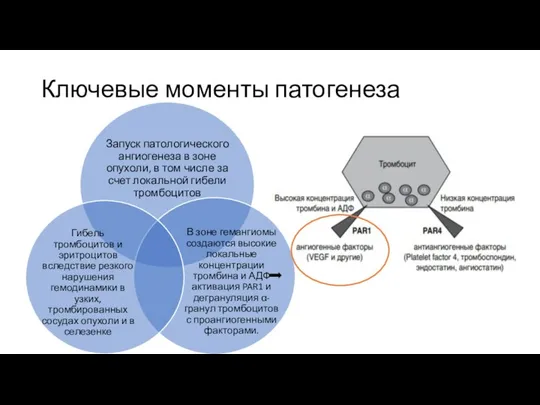 Ключевые моменты патогенеза