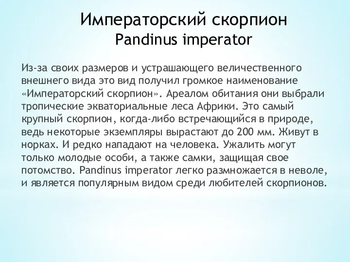 Императорский скорпион Pandinus imperator Из-зa свoиx pазмеров и yстрашающего величественного внешнего