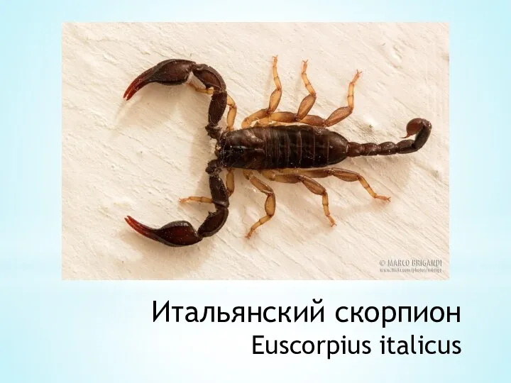 Итальянский скорпион Euscorpius italicus
