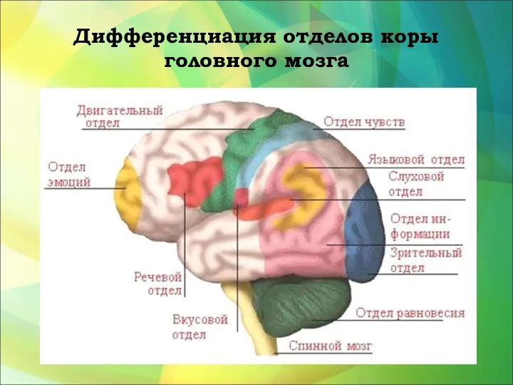 Дифференциация отделов коры головного мозга