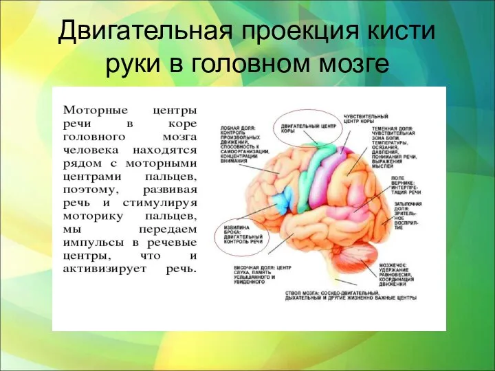 Двигательная проекция кисти руки в головном мозге