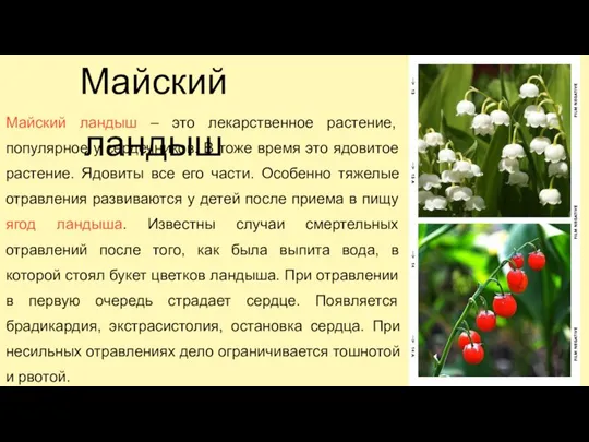 Майский ландыш – это лекарственное растение, популярное у сердечников. В тоже