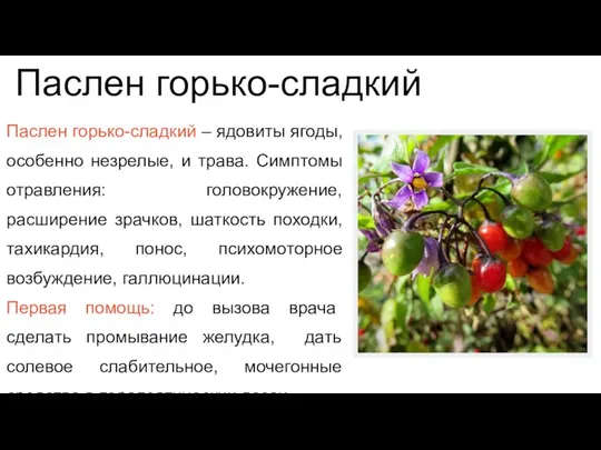 Паслен горько-сладкий – ядовиты ягоды, особенно незрелые, и трава. Симптомы отравления: